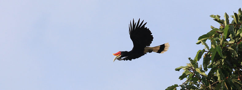 Rhinoceros Hornbill